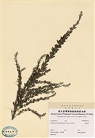 藏品(鐵掃帚)的圖片